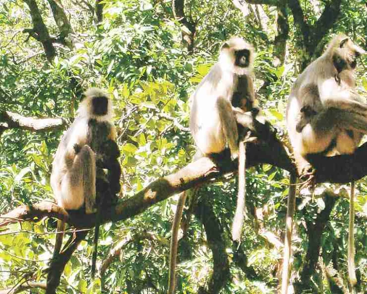monkeypox