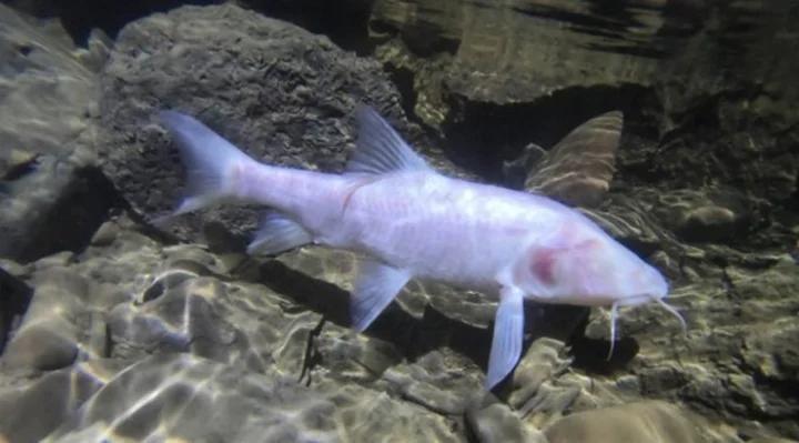 Fish