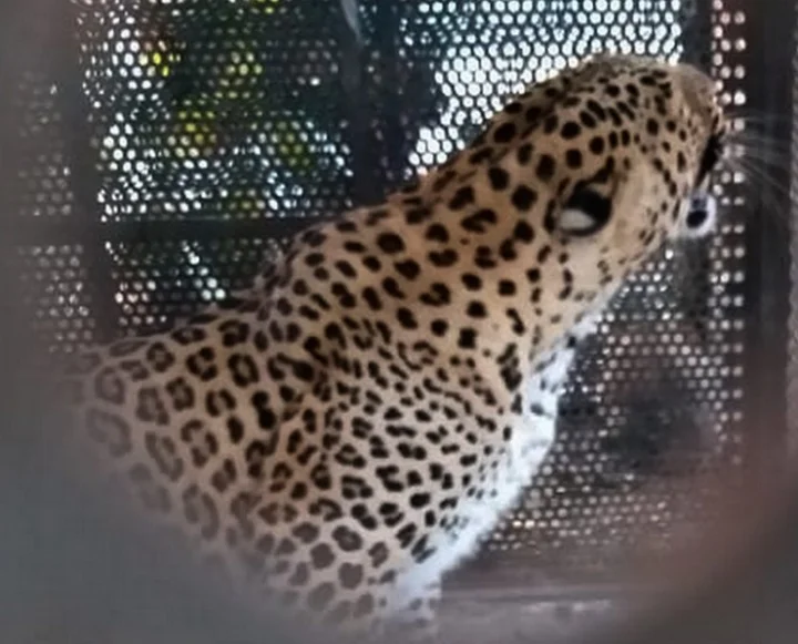 Navsari leopard news