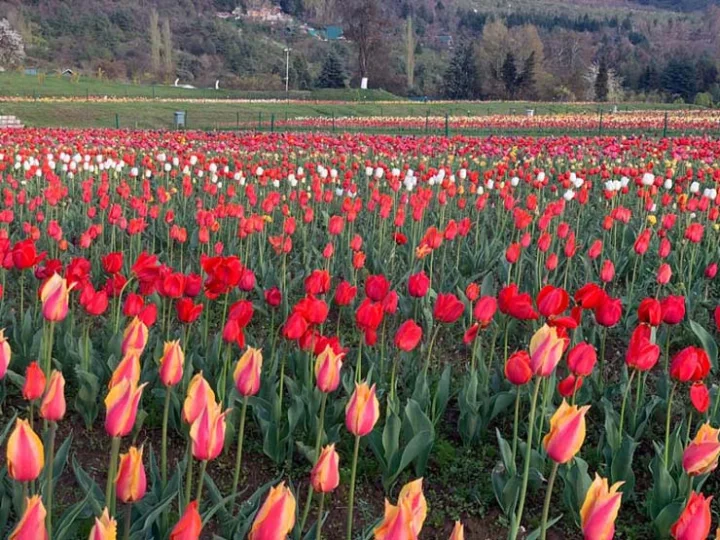 tulip
