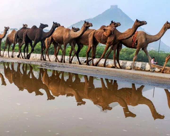 Camel