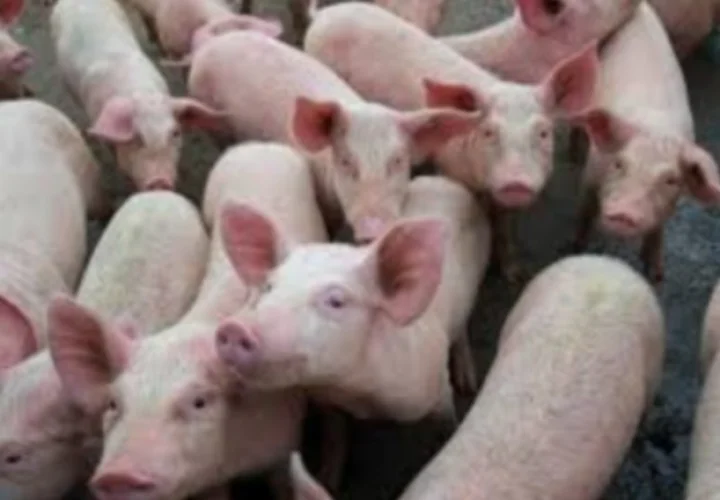 African Swine Fever
