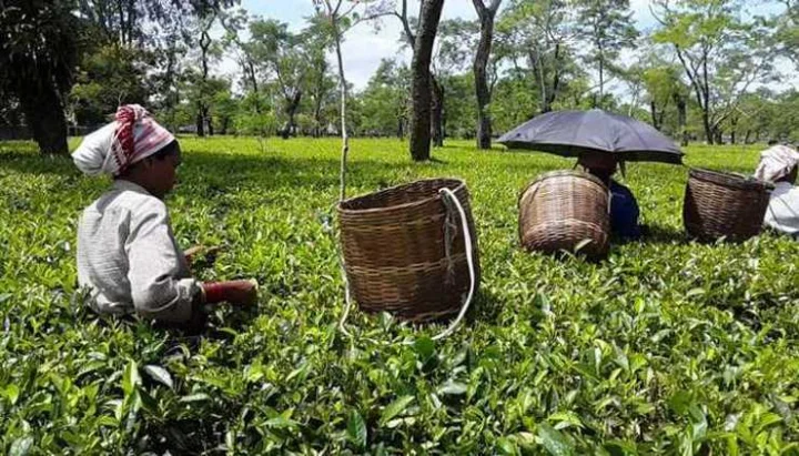 Tea industry