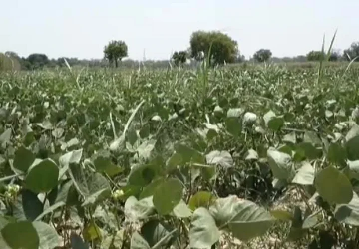Locust Insect Outbreak