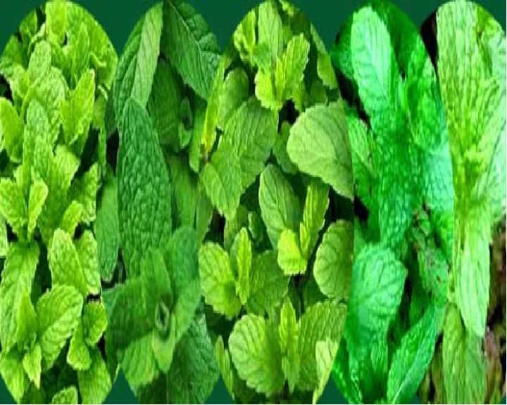benefits of mint