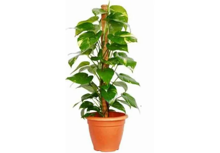 Plantation