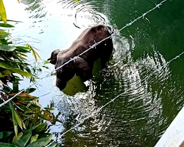 pregnant elephant