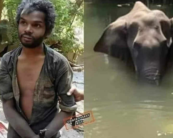 pregnant elephant