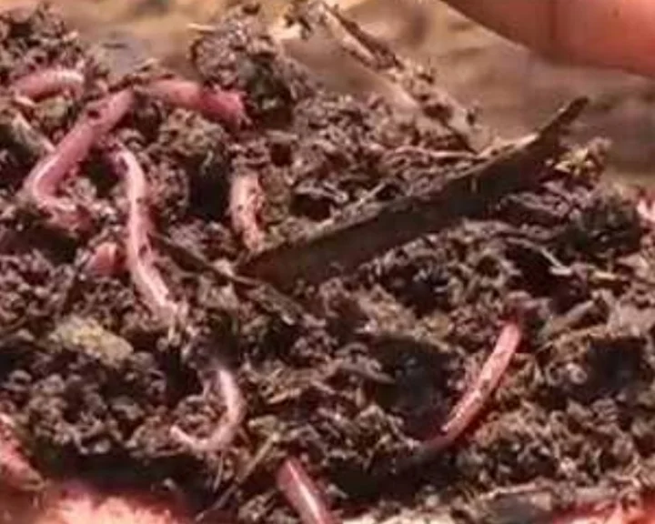 Earthworm manure