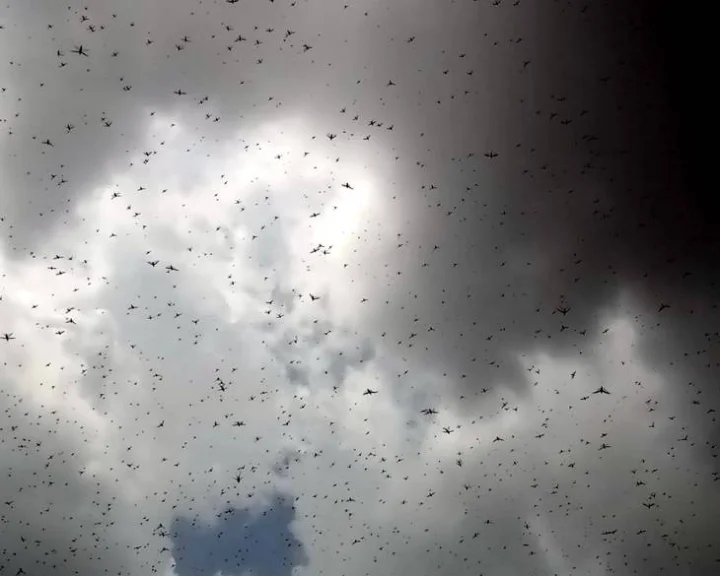 Locust attack