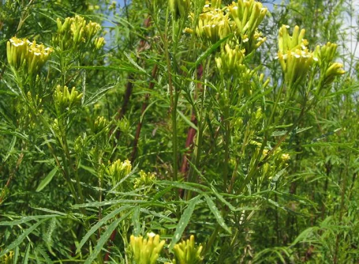 Wild marigold