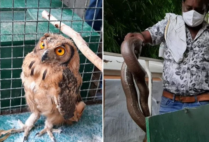 Rare wildlife