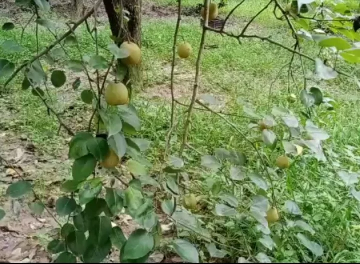 Pear