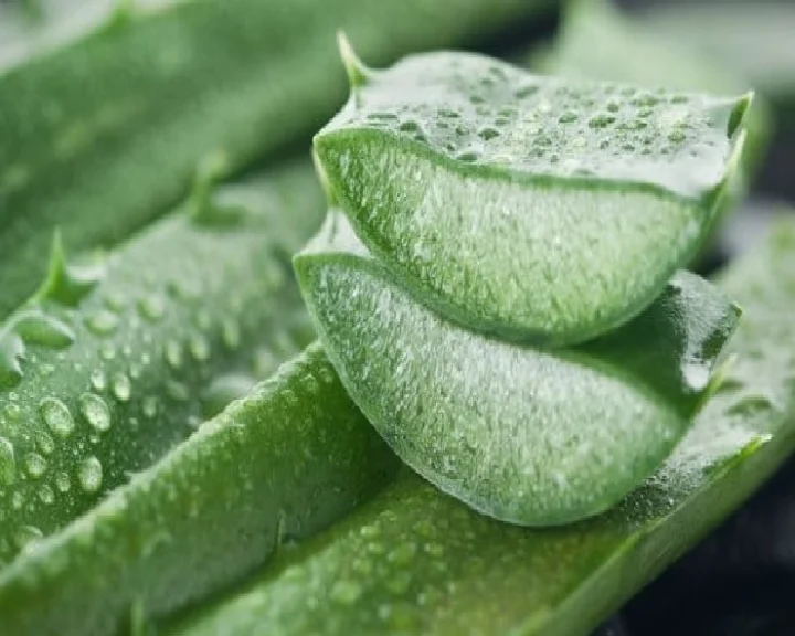Benefits of using Aloe Vera