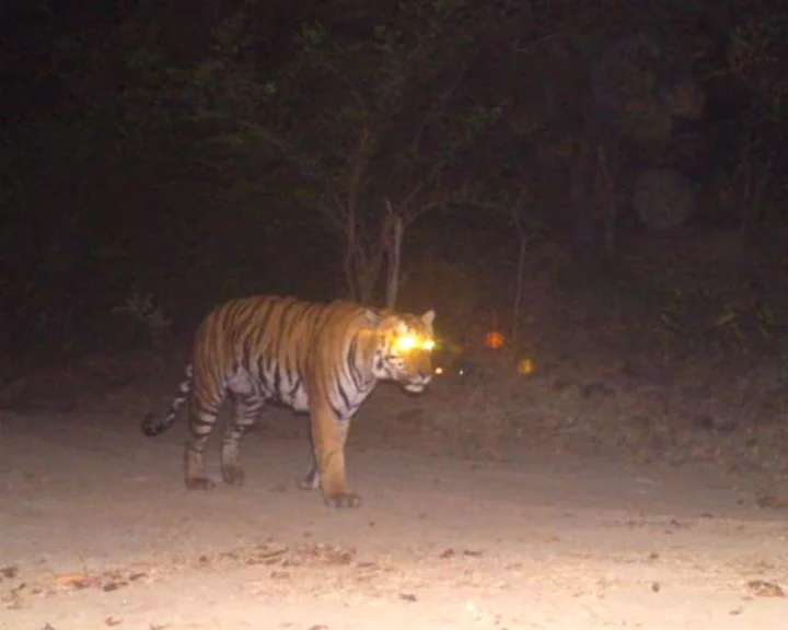 ForestTourism