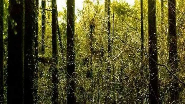 forest
