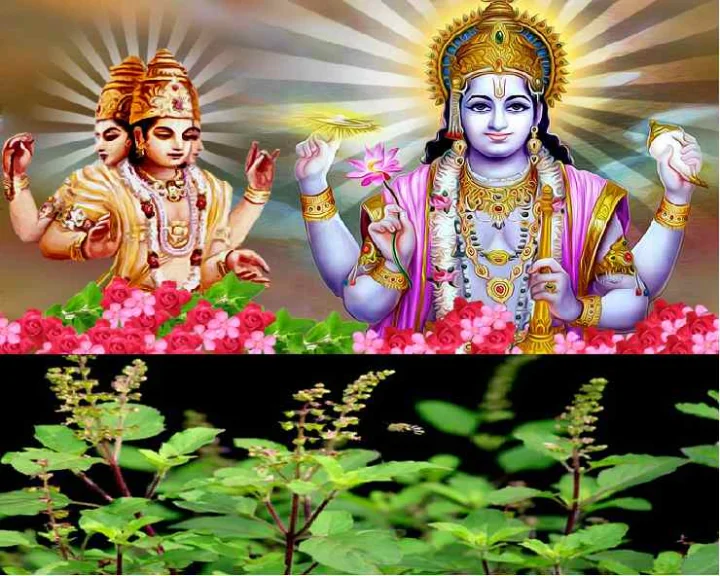 tulsi upay