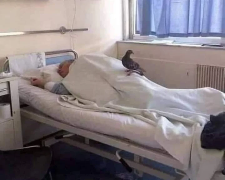 Pigeon Sitting on Patient