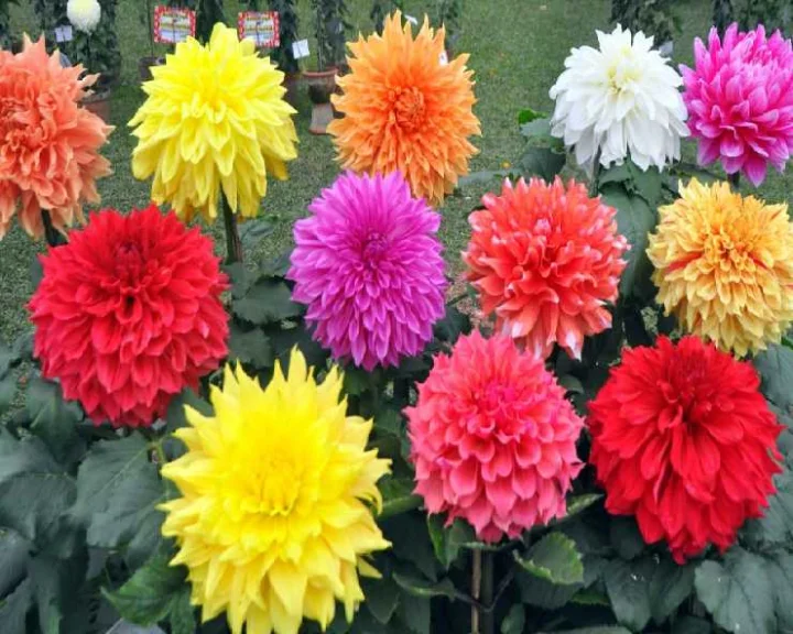 flowers