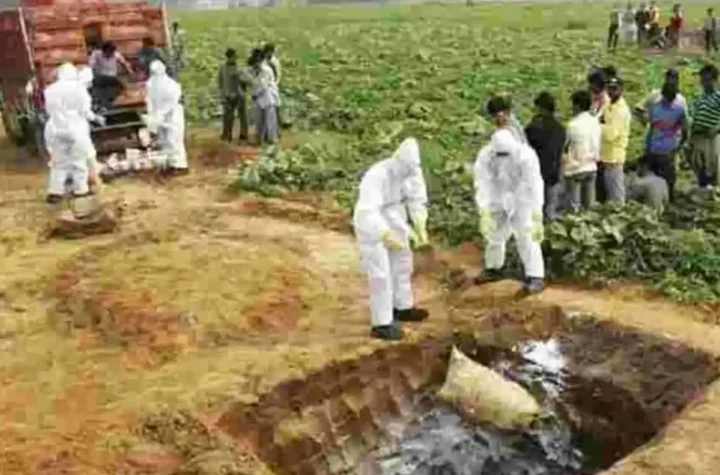 Bird Flu