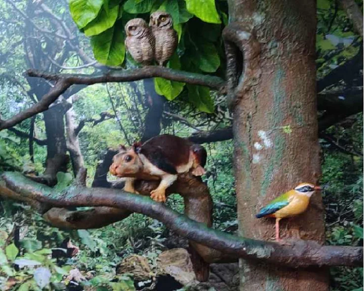 Birds
