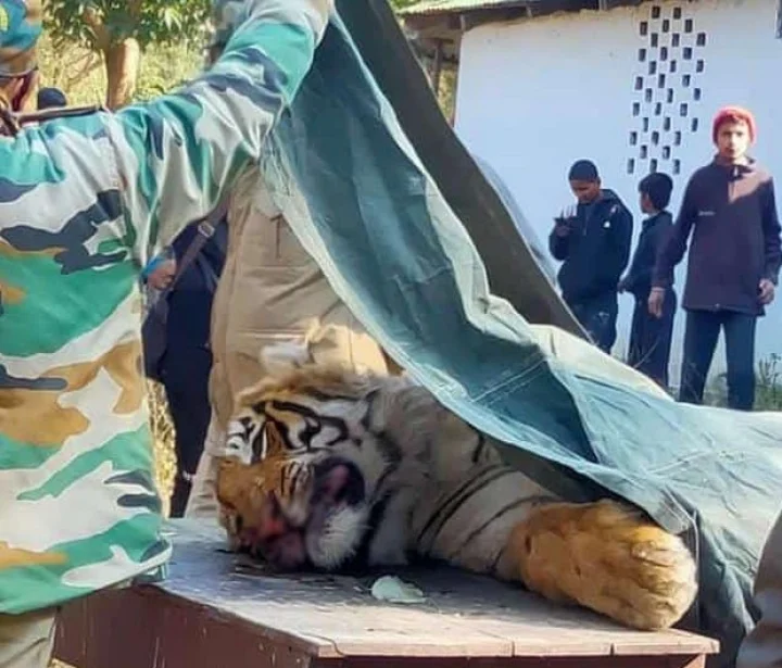 Tiger
