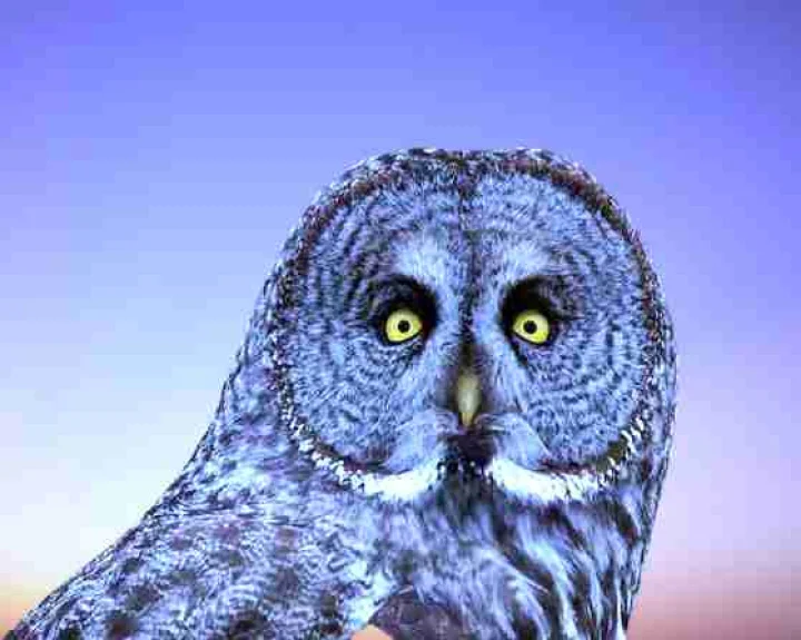 ullu ke shagun apshagun