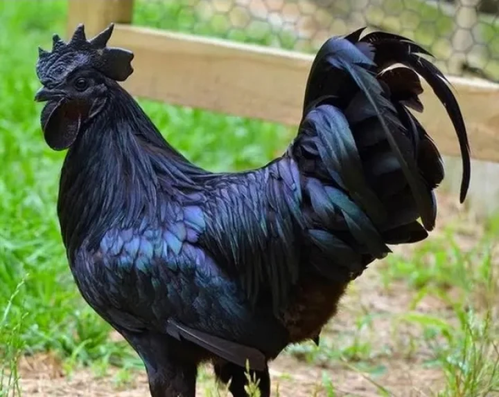 kadaknath