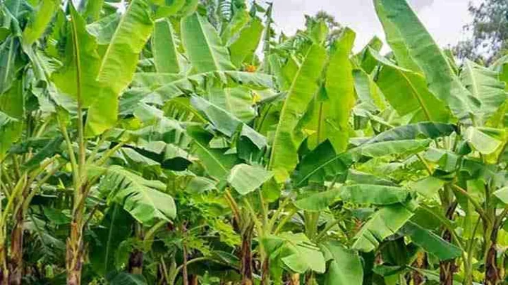 केळीचे झाड रंकालाही राजा बनवतं