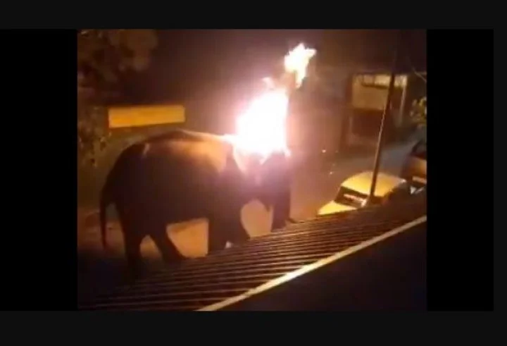 Animal