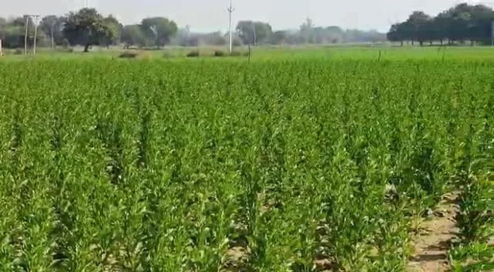 Kashmir