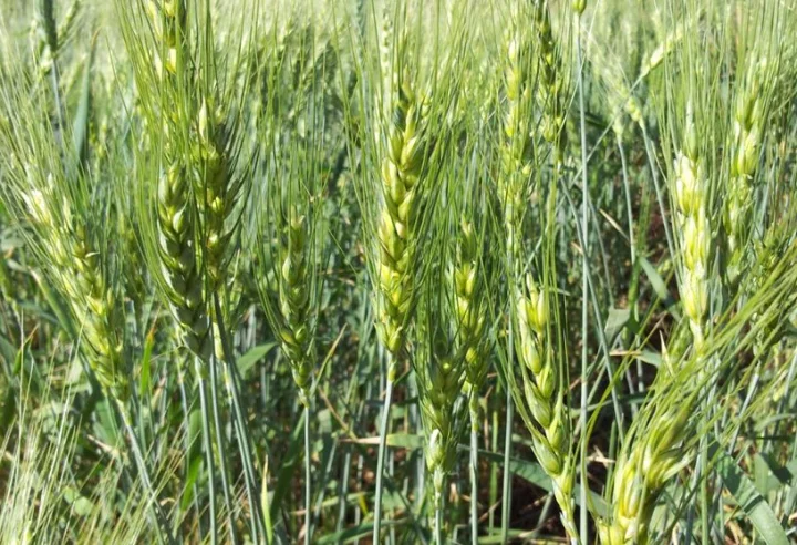 Agriculture
