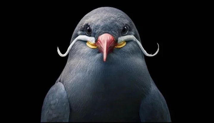 Inca Tern