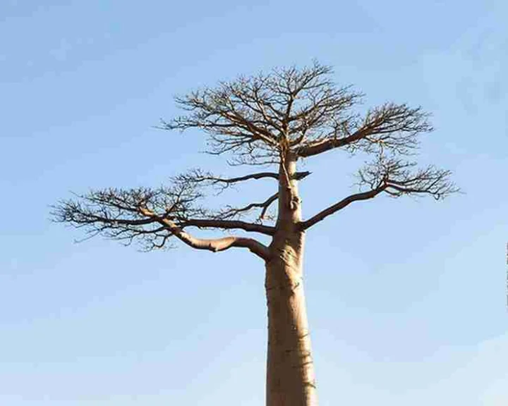 Baobab tree