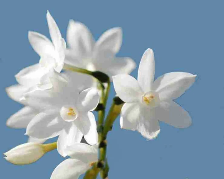 Jasmine leaves