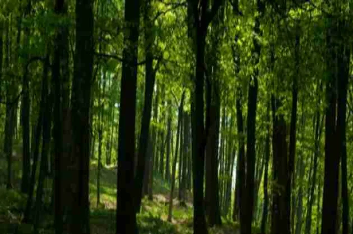 ghane jungle