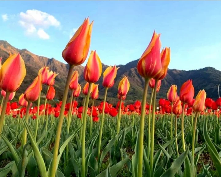 kashmir weather