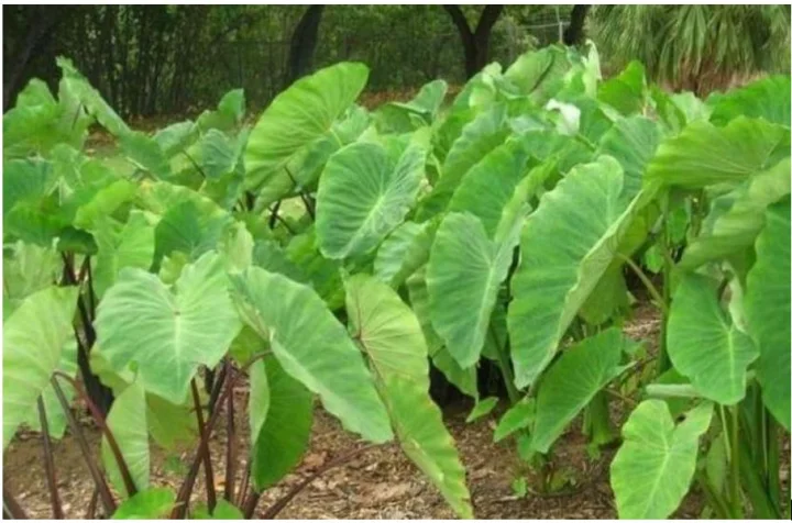 Colocasia Esculenta