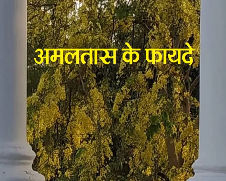 अमलतास पौधे के फायदे