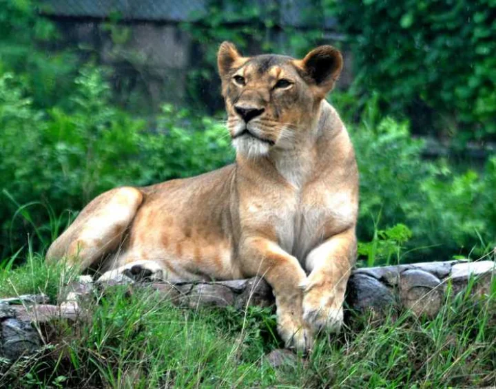 Gujrat