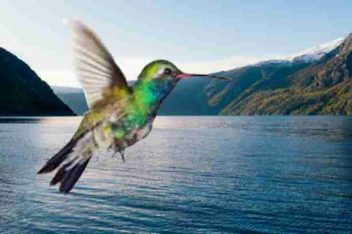 hummingbird