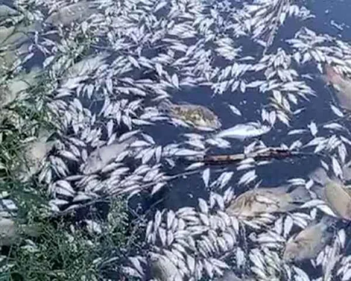Fish