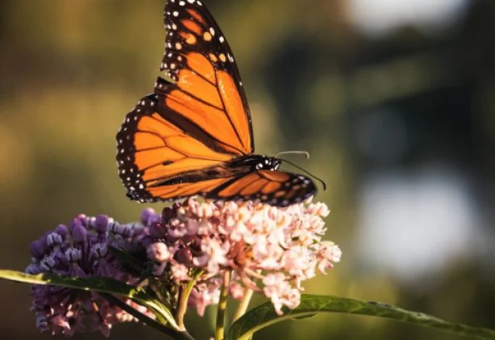 butterfly