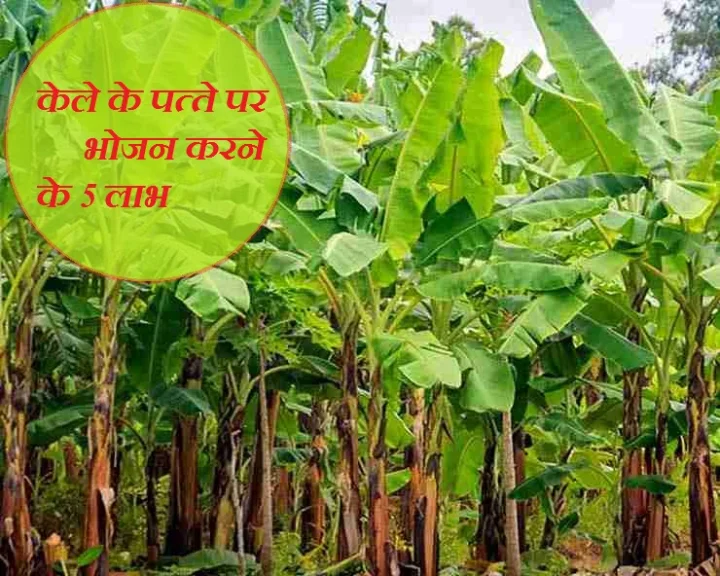 केले के पत्‍तों के फायदे