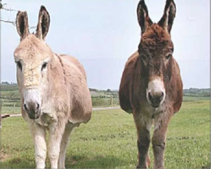 donkeys