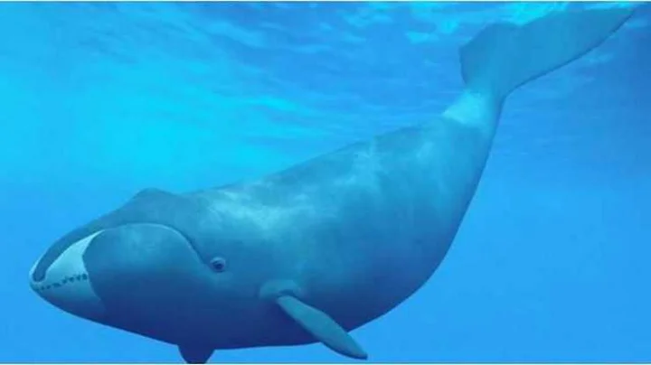 Whale