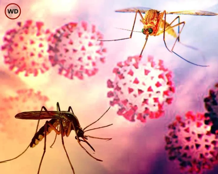 dengue infection