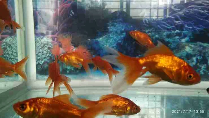 What is the benefit of feeding flour to fish