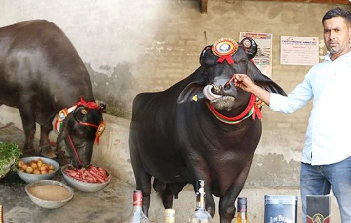 ‘व्‍ह‍िस्‍की के शौकीन’ 21 करोड़ के ‘सुल्‍तान’ की मौत के बाद पूरा हरियाणा सदमे में, मालिक का है रो-रोकर बुरा हाल