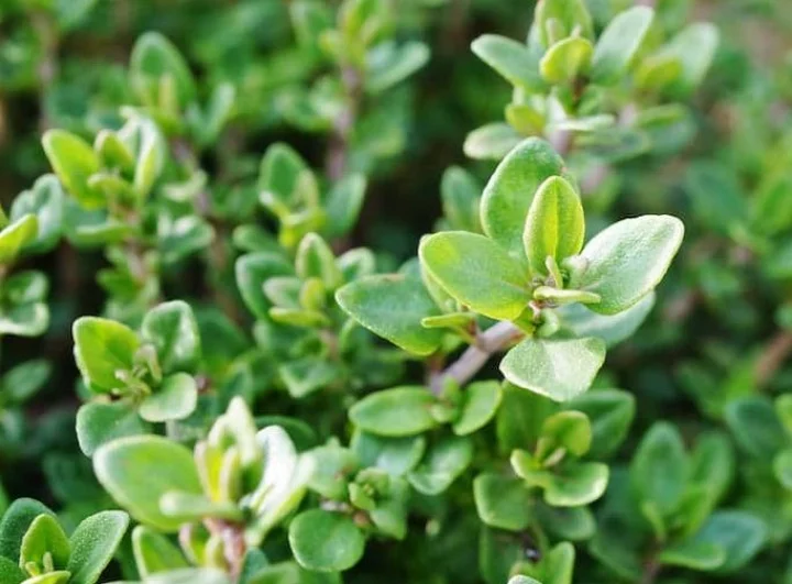 Thyme
